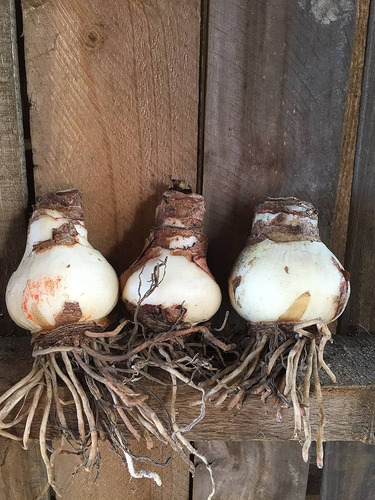 Paquete De 5 Bulbos Listos Para Florecer Hippeastrum Azucena