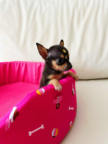 Pinscher Fêmea Micro País Menos De 1,5 Kilos