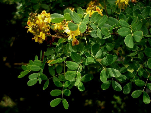 10 Semillas Caesalpinia Ebano (ébano) Toto