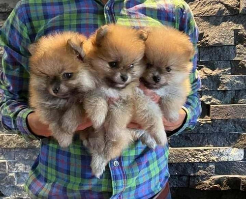 Cachorros Pomerania