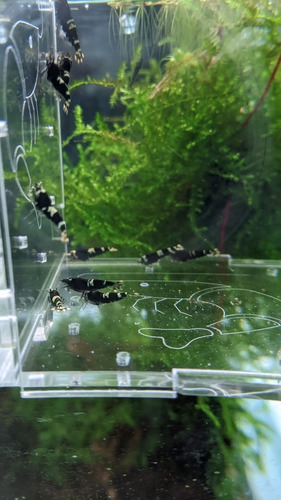 Pack 5 Gambas Caridinas King Kong Black