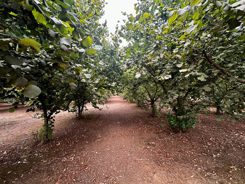 Excelente Campo De 160 Has / Cuarta Faja Gorbea