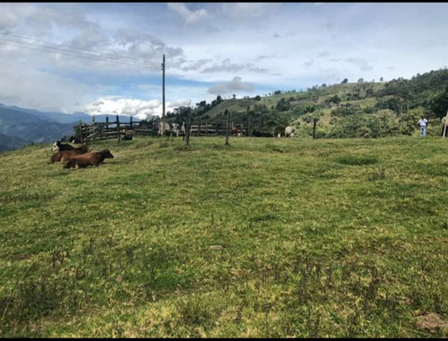 Se Vende Finca Ubicada En Génova - Quindío