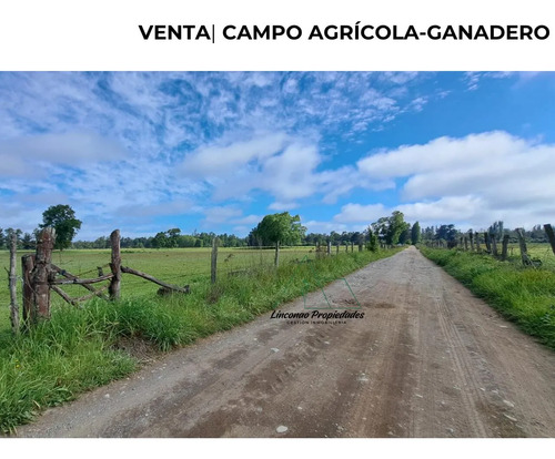 Oportunidad Campo 52 Ha En Freire Con Gran Proyeccion
