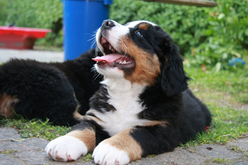 Boyero De Berna 100% Puros En San Vicente - Area Canina