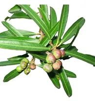 Comprar Curupí, Árbol Nativo - Adecuado Para Veredas