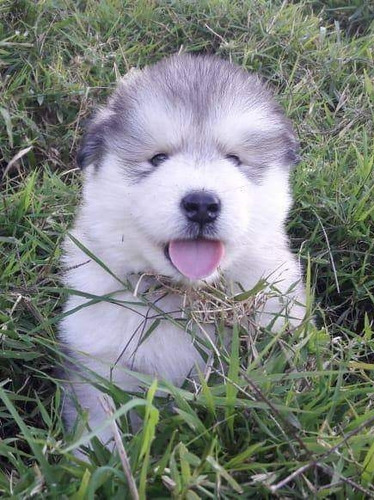 Espectaculares Cachorros Alaskan Malamute De Pelo Largo 