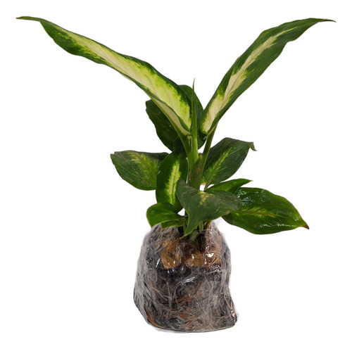 Muda De Comigo-ninguém-pode (dieffenbachia Seguine)