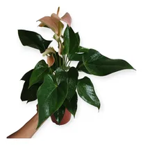 Comprar Anturio Holandés Yoli Peach, Interior, 45cm, Maceta #14