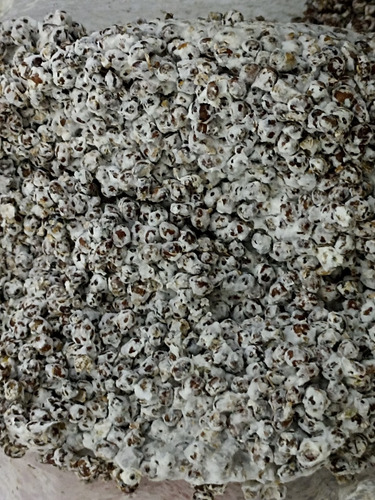 Micelio Semilla Seta Gris 10 Kg