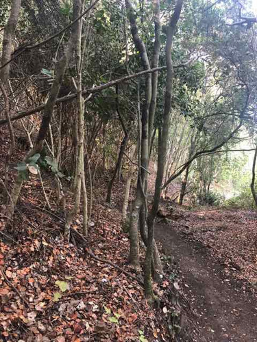 Imagen 5 de 14 de Bosques Fundo La Laguna