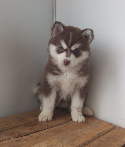 Perros Cachorros Pomsky Mini De Cuarta Generación Disponible