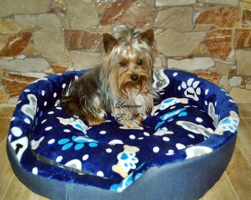 Bellos Yorkshire Terrier 550 Yorky Puros Macho Y Hembra