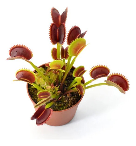 Plantas Carnívoras: Venus Atrapamoscas (dionaea Muscipula).