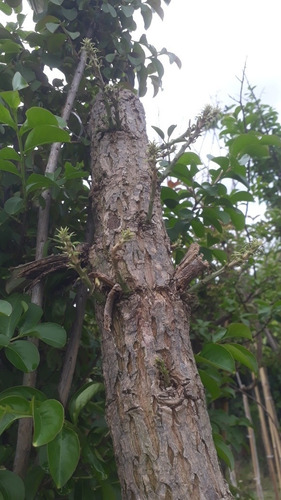 Imagen 7 de 10 de Arbol Ceibo 5 Años - 1.8 Mts. Excelente !! E.grtais Caba-gba