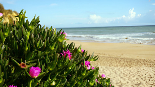 Planta Doca Carpobrotus Chilensis Pack X10 Gratis A R.m