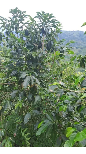 Vendo Finca Productiva En La Vereda La Capilla De Santa Rosa De Cabal 27 Cuadras O 17 Hectareas