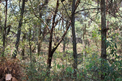 Imagen 4 de 8 de Terreno En Paraje Tetecuintla, Huitzilac, Morelos.