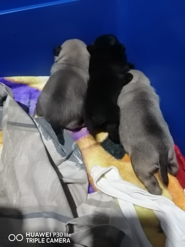 Perros Pug Mini 1 Mes