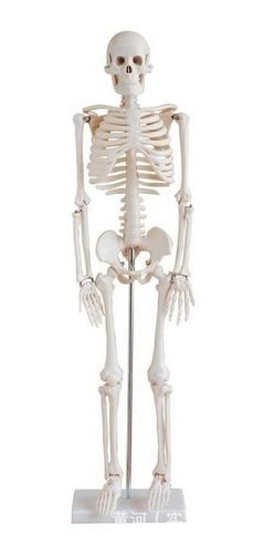 Esqueleto Humano 45 Cm Com Supedâneo - Anatomia