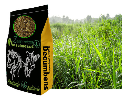 Sementes 2kg Brachiaria Decumbens Resistente A Sombra
