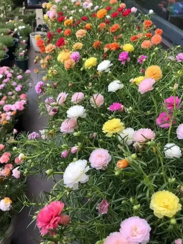 Kit Sementes Flores Ornamentais Cosmos Zínia Portulaca