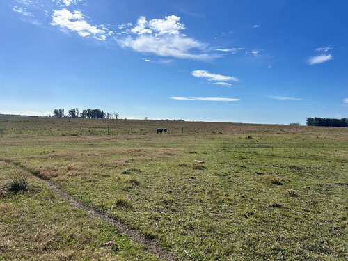 Destacado Campo Agricola- Ganadero, Salto , Gran Productividad, Coneat 130