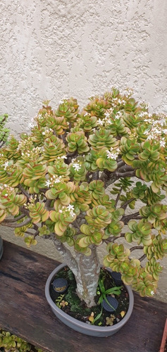 Jade Crassula Ovata Com 25 Anos Bonsai