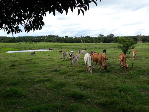Chácara Com Granja Funcionando Em Quadra / Tatuí - 34 Mil M² - 1022
