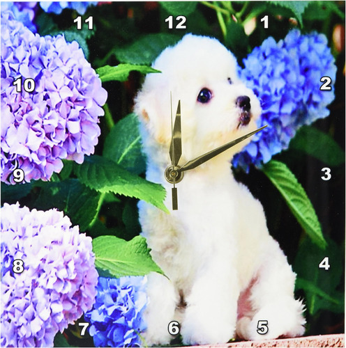 3drose Dpp__1 Adorable Bichon Frise Cachorro Entre Hortensia