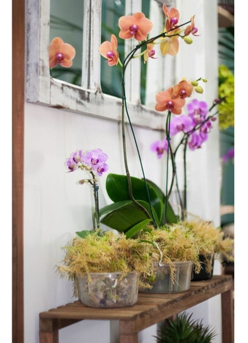 Vaso Transparente Para Orquídeas Nº2, 10 Unidades | MercadoLivre