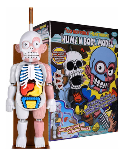 Juguete Infantil Modelo De Cuerpo Humano 3d De Órgano Humano