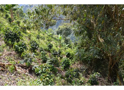 Venta Finca 77000 Mts2 Abejorral Vereda El Guaico