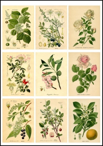 Ilustraciones De Plantas Flores Y Frutos - Poster 100x70 Cm.