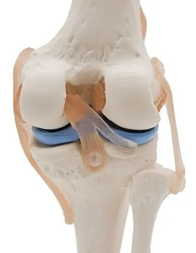 Kouber Modelo De Articulacion De Rodilla Con Ligamentos Me en venta en ...