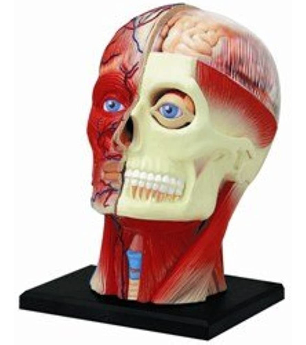 Imagen 1 de 4 de 4d Cuerpo Humano Modelo Anatomico Musculo Esqueleto 26058