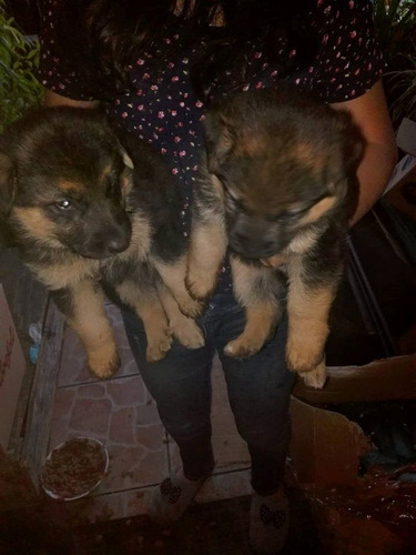 Cachorras Pastor Aleman