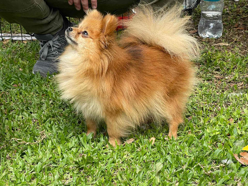 Lulú De Pomerania  Mini Mini Disponibles