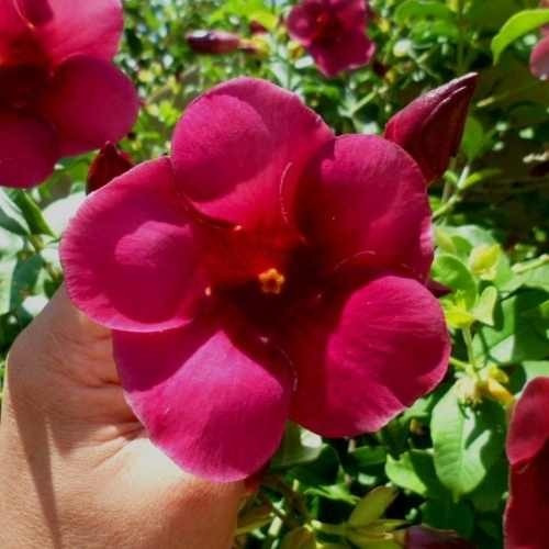  Muda De Alamanda- Rubra - Allamanda Blanchetti Para  Jardim