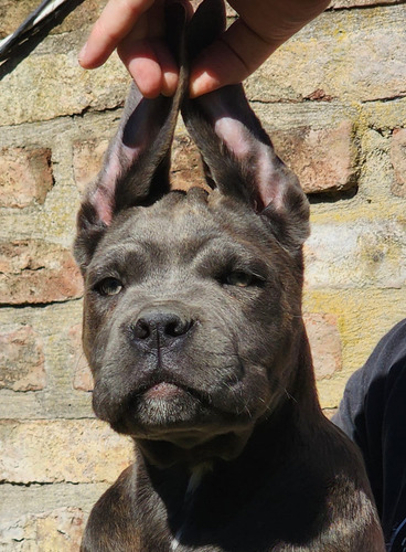 Última Cachorra De Cane Corso