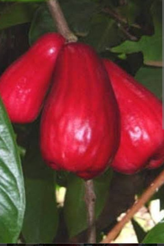 Manzana Malaya 100 Hojas Frescas O Secas.
