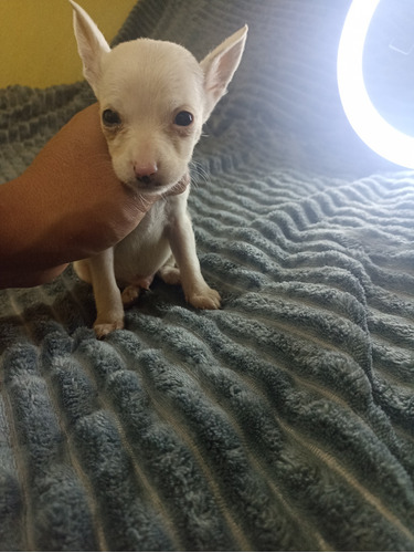 Chihuahua Miniatura 