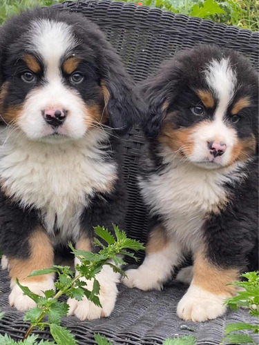 Boyeros De Berna Cachorros Hermosos Entrega Inmediata H Y M