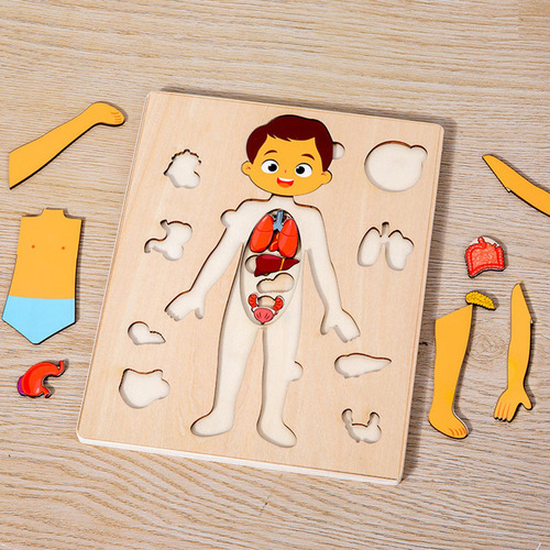 Puzzles Montessori: Cuerpo Humano, Órgano Extraíble