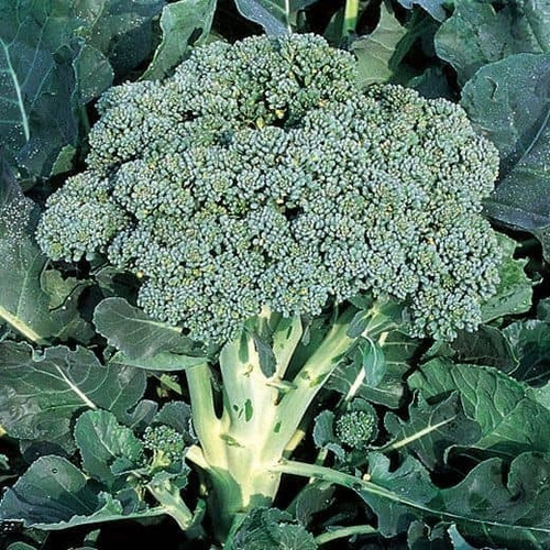 Semillas De Brócoli Cavolo Broccolo Ramoso Calabrese