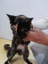 Comprar Gatitos En Adopción Responsable!
