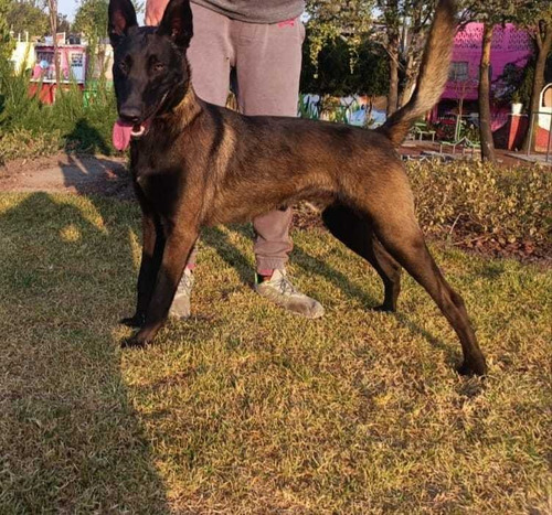 Pastor Belga Malinois Disponible Para Maquilas Fci 