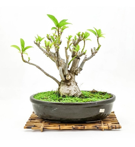 Bonsai Planta Ombú 22 Años 35cm En Maceta Esmaltada N°8