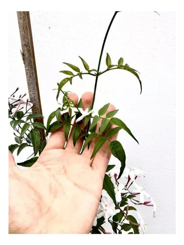 Planta Cuidados Falso Jazmín En Maceta