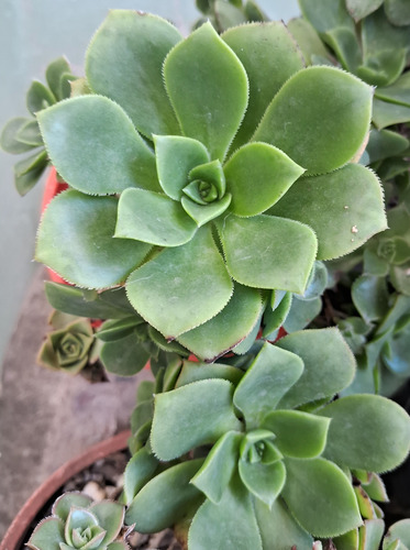 Aeonium Haworthii Rosa Verde Suculenta De Coleccion